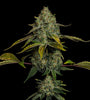 Yellow Zushi | Feminized | Cannabis Seeds