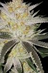 Yellow Zushi | Feminized | Cannabis Seeds