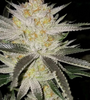 Yellow Zushi | Feminized | Cannabis Seeds