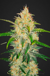 Zkittlez | Autoflower | Cannabis Seeds