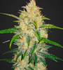 Zkittlez | Autoflower | Cannabis Seeds