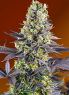 Sweet | 15 Cannabis Seeds Mix Pack