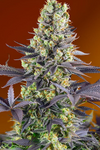 Zkittlez | Feminized | Cannabis Seeds