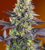 Zkittlez | Feminized | Cannabis Seeds