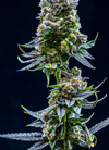 Zoap | Feminized | Cannabis Seeds