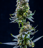 Zoap | Feminized | Cannabis Seeds