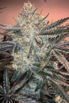 Zookies| Feminized | Cannabis Seeds