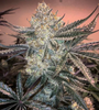 Zookies| Feminized | Cannabis Seeds