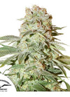 Power Plant | Autoflower Feminised | Cannabis Seeds
