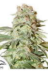 Power Plant | Autoflower Feminised | Cannabis Seeds