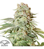 Power Plant | Autoflower Feminised | Cannabis Seeds
