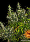 Dr Grinspoon | Autoflower Feminised | Cannabis Seeds