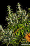 Dr Grinspoon | Autoflower Feminised | Cannabis Seeds