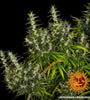 Dr Grinspoon | Autoflower Feminised | Cannabis Seeds