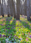 Forest Bloom  | Cannabis Seeds Mix Pack | Cannabis Seeds