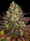 Biscotti | Feminised   | Cannabis Seeds