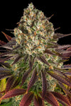 Biscotti | Feminised   | Cannabis Seeds
