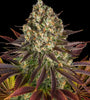 Biscotti | Feminised   | Cannabis Seeds