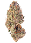 Tropicana Cookies Feminized Cannabis Seeds | Sweet Citrus Hybrid