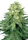 White Russian | Feminized | Cannabis Seeds