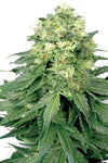White Russian | Feminized | Cannabis Seeds