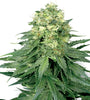 White Russian | Feminized | Cannabis Seeds