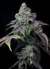 Cherry Runtz Feminized Cannabis Seeds | Sweet Exotic Hybrid