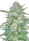 Chronic Widow | Feminized | Cannabis Seeds