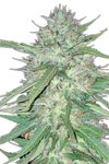 Chronic Widow | Feminized | Cannabis Seeds