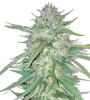 Chronic Widow | Feminized | Cannabis Seeds