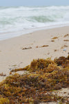 Fresh Live Atlantic Seaweed | Natural Wild Seaweed