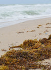 Fresh Live Atlantic Seaweed | Natural Wild Seaweed