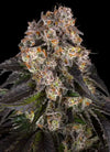 Girl Scout Cookies | Feminised | Cannabis Seeds