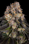 Girl Scout Cookies | Feminised | Cannabis Seeds