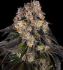 Girl Scout Cookies | Feminised | Cannabis Seeds