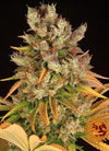 GMO | Feminized | Cannabis Seeds