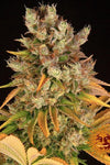 GMO | Feminized | Cannabis Seeds