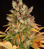 GMO | Feminized | Cannabis Seeds