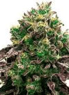 CBD | Blueberry Seeds | Cannabis Seeds