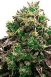 CBD | Blueberry Seeds | Cannabis Seeds