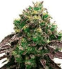 CBD | Blueberry Seeds | Cannabis Seeds