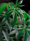 Autoflower CBD Mix Pack | 15 Seeds | Therapeutic Cannabis Solutions