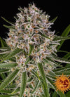 Lemon Haze | Autoflower Feminised | Cannabis Seeds