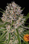 Lemon Haze | Autoflower Feminised | Cannabis Seeds