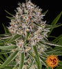 Lemon Haze | Autoflower Feminised | Cannabis Seeds