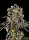 Black Jack | Feminized  | Cannabis Seeds