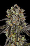 Black Jack | Feminized  | Cannabis Seeds