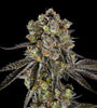 Black Jack | Feminized  | Cannabis Seeds