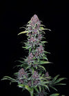 Empire Diesel Pack | 15 Cannabis Seeds