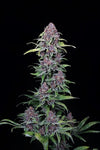 Empire Diesel Pack | 15 Cannabis Seeds